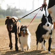 Нашийник електронний для тренування собак Dog care TC 05